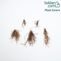 Maiglöckchen Géants Bordeaux (x5) - Convalaria majalis Bordeaux