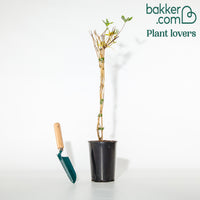 Geißblatt Goldflame