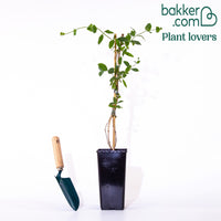 Kletterndes Geißblatt American Beauty