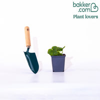 Stockrose Spring Celebraties rot