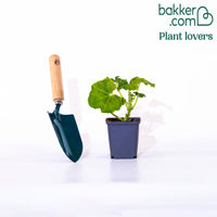 Gelbe Zwerg-Tremerose