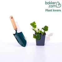 Stockrose Spring Celebraties violett