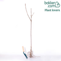 Schwarzes Johannisbeer Stämmchen