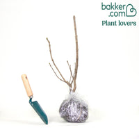 Flieder Beauty of Moscow