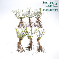 Kollektion Bodendeckerrosen (Happy Chappy + Wonderland) (x6)