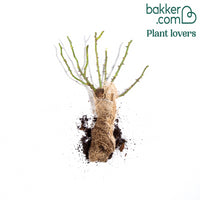 Rose 'Leonardo da Vinci'