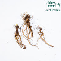 Orientalischer Mohn Manhattan (x3)