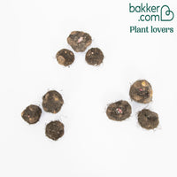 Duftbegonien Mischung (Red Glory, Angelique, Pink delight) (x9)