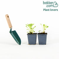 Glockenblumen Mischung Carillon (x2)