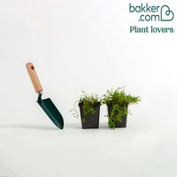 Scharfer Mauerpfeffer (x2) - Sedum acre