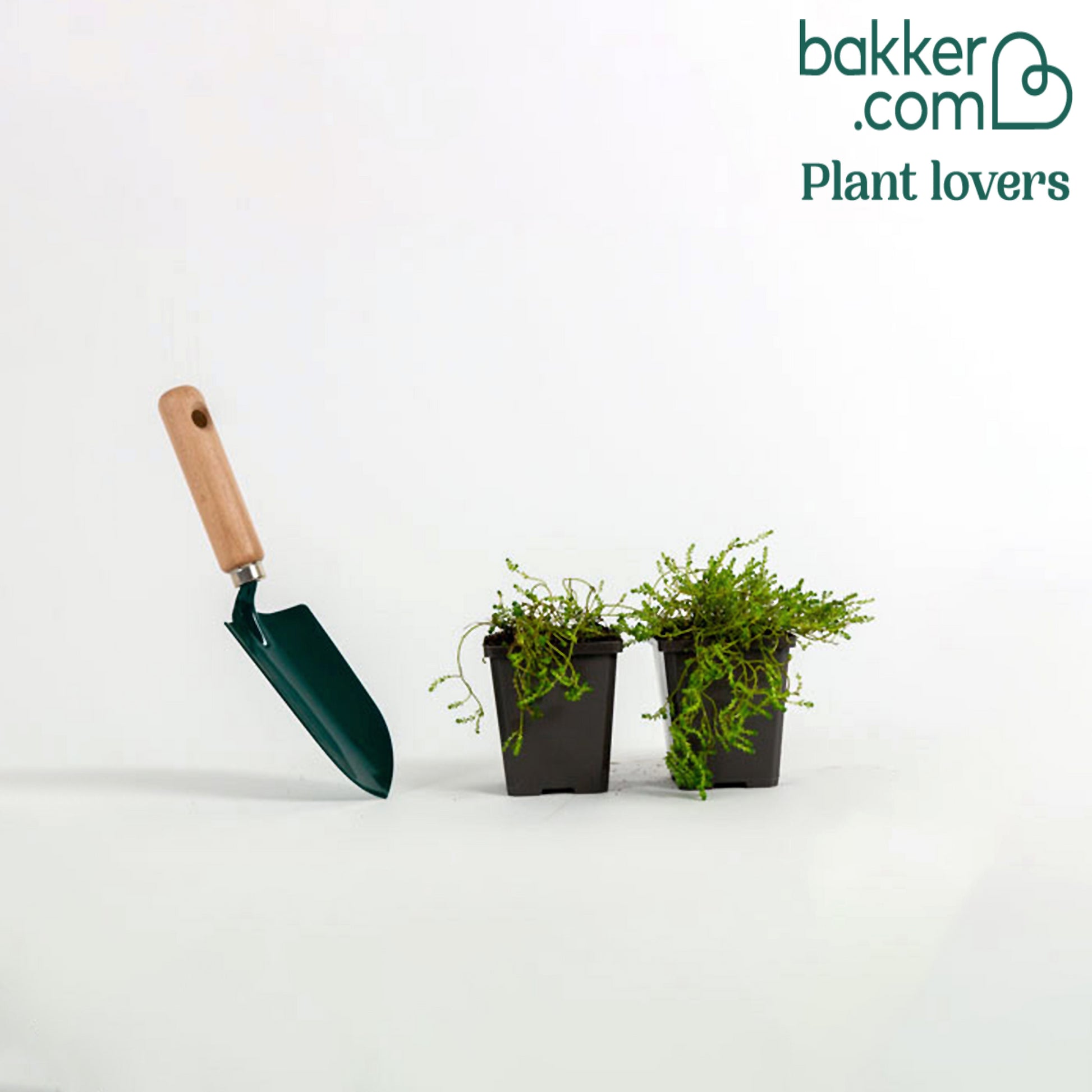 Scharfer Mauerpfeffer (x2) - Sedum acre