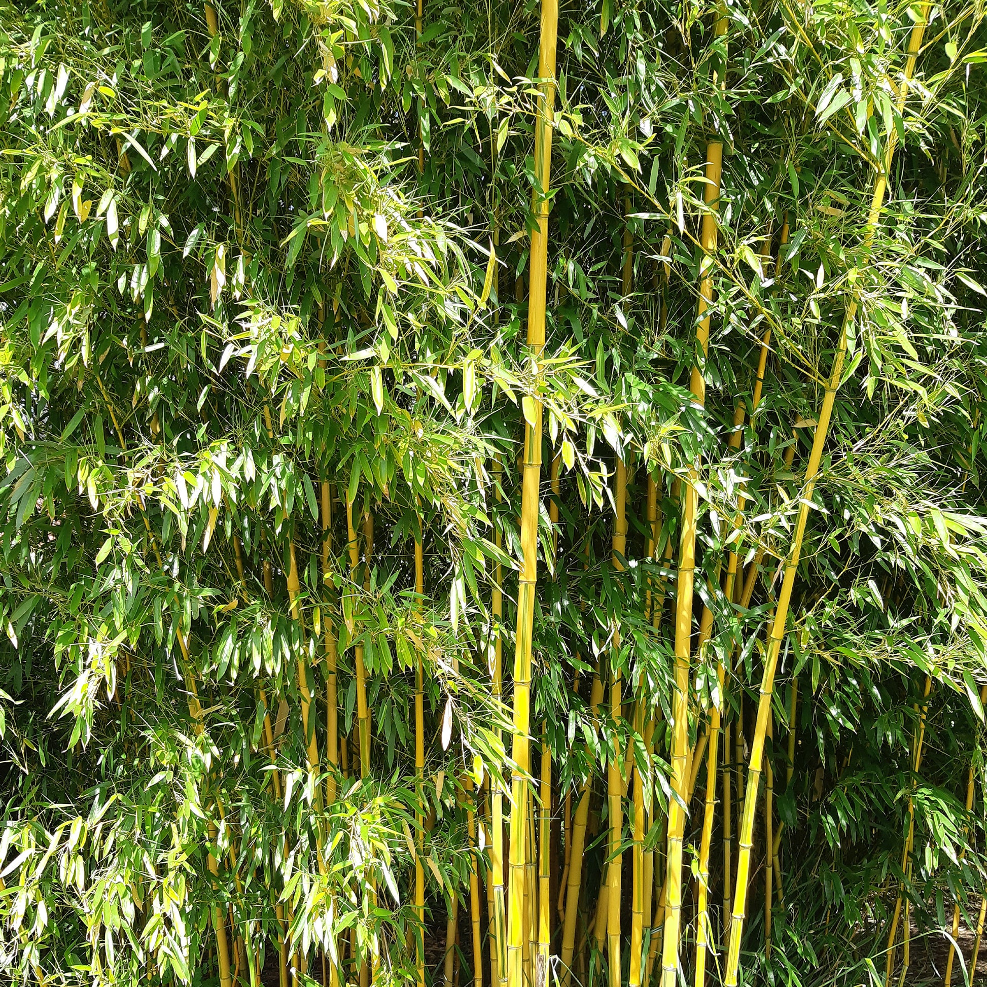 Bambus 'Aureosulcata Spectabilis' - Phyllostachys aureosulcata spectabilis