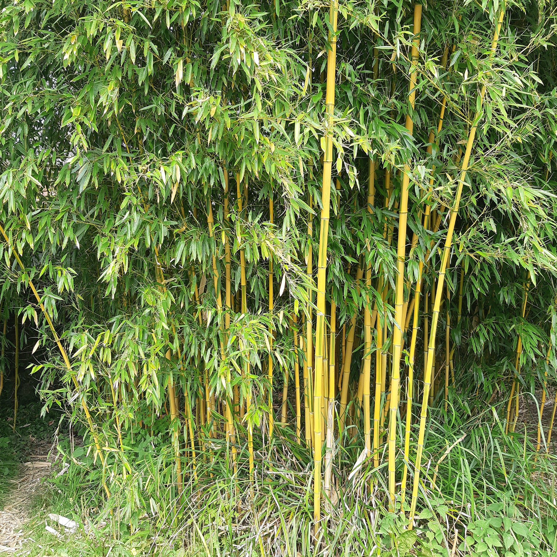 Gartenbambus - Phyllostachys aureosulcata spectabilis - Gartenpflanzen