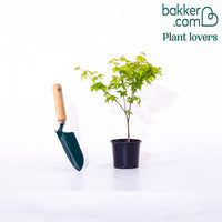 Fächerahorn 'Little Princess'