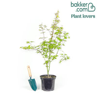 Fächerahorn Phoenix