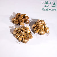 Monate Osterglocken Kollektio (x30)