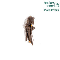 Pfingstrose Paeonia 'Karl Rosenfield'