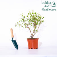 Bartblume Blauer Spatz