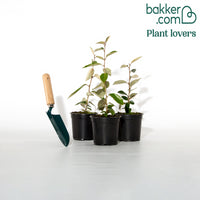 Wintergrüne Ölweide - Eleagnus ebbingei