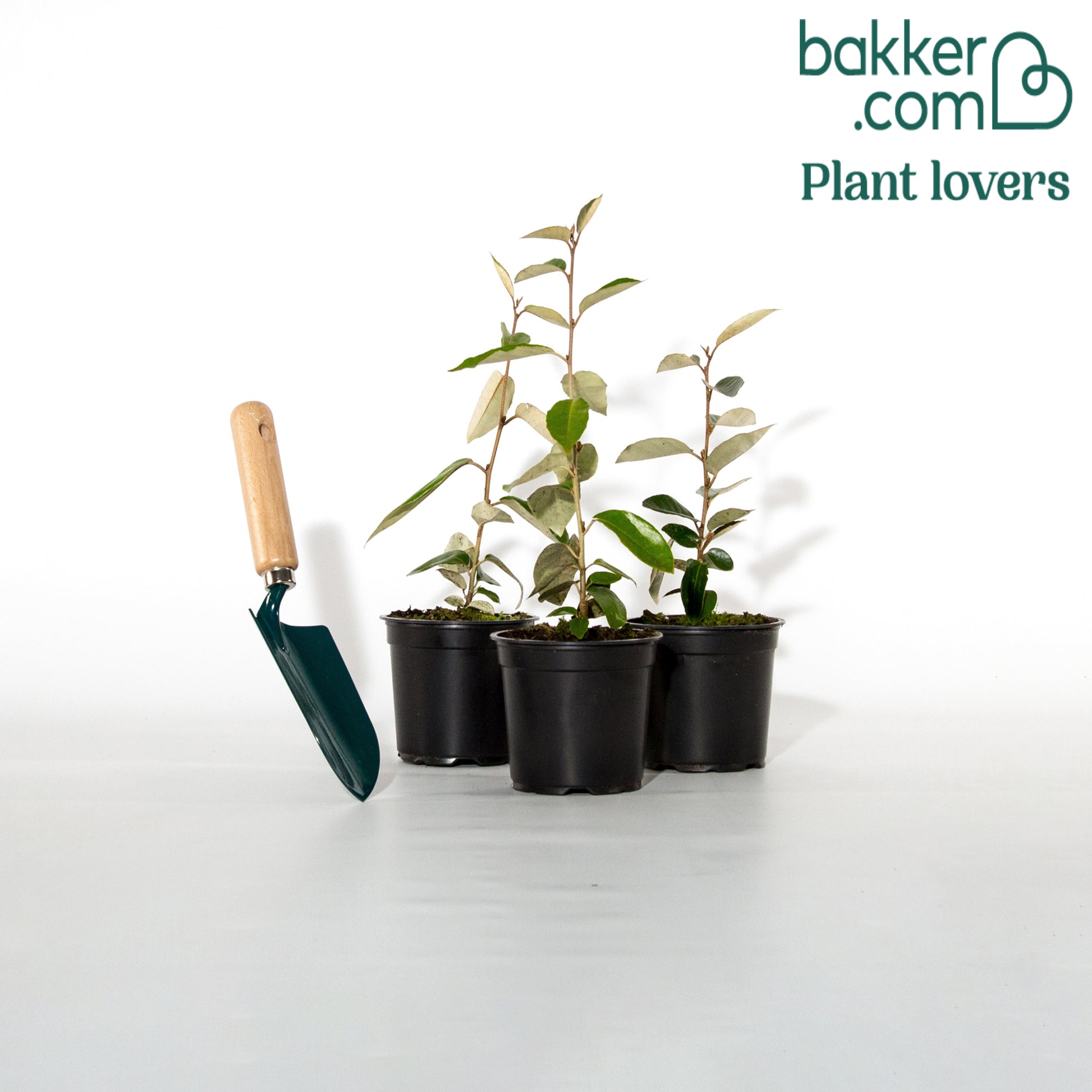 Wintergrüne Ölweide - Eleagnus ebbingei