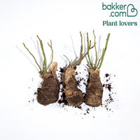 Strauchrosen Mischung (Doris Tysterman, Nostalgie, Barkarole) (x3)