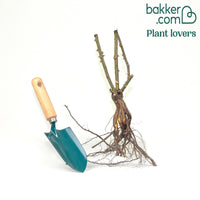 Strauchrose Grande Amore ®