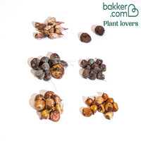 Sommerblumen Mischung (x50)