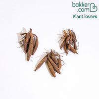 Dahlien Purple Gem (x3) - Dahlia purple gem