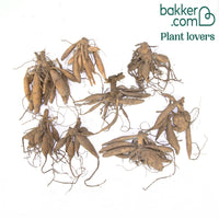 Kaktus-Dahlien Mischung (x8)