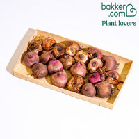 Gladiolen Mischung orange, lila (x20)