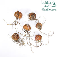 Orientalische Tigerlilien Mischung (x6)