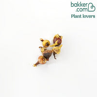 Korallentröpfchen (x5) - Bessera elegans