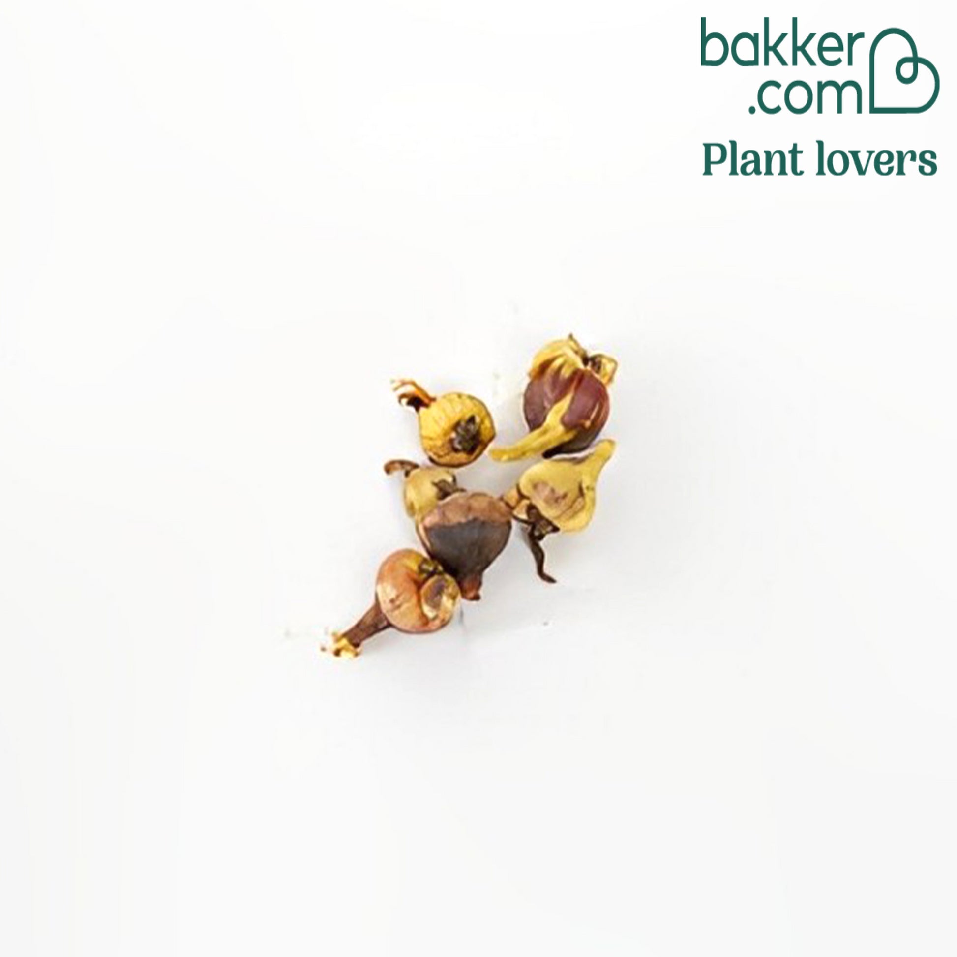 Korallentröpfchen (x5) - Bessera elegans