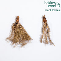 Sibirische Schwertlilie Doppel Standard (x2)