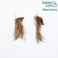 Sibirische Schwertlilie Concord Crush