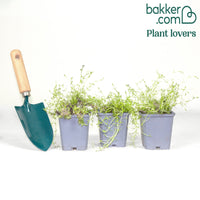 Phlox Moos Moerheimii Rosen