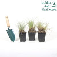 Echter Schaf-Schwingel