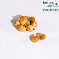 Byzantinische Gladiolen (x10)