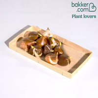 Tulpen Mischung 'Purper Mixture' (x10)