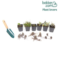 Sommerblumenbeet - Fläche ca. 2 m²