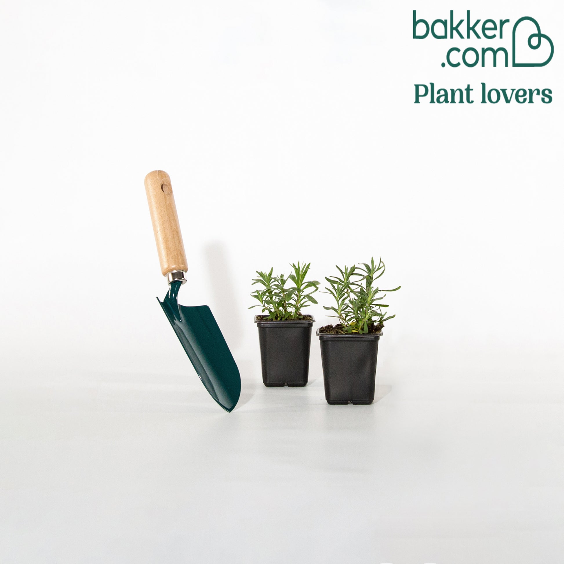 Lavendel 'Munstead' - Lavandula angustifolia hidcote blue