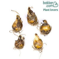 Prärielilie Caerulea (x5)