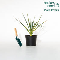 Panaschierte Palmlilie - Yucca filamentosa Bright Edge - Immergrüne Gartenpflanzen