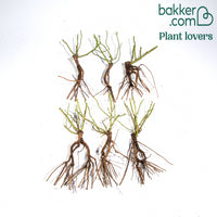 Bodendeckerrosen Mischung (Happy Chappy + Mirato) (x6)