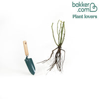 Englische Rose Fish Ausgreen ®.