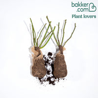 Englische Rosen (Her's Ausgreen ®, Ausgreen's Winner ®) (x2)