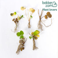 Walderdbeere Königin der Täler