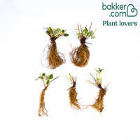 Hängeerdbeere 'Mount Everest'