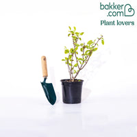 Rispenhortensie Fraise Melba® 'Renba'