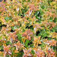 Abelia grandiflora 'kaleidoscope' (r) - Großblumige Abelie 'Kaleidoscope - Abelia